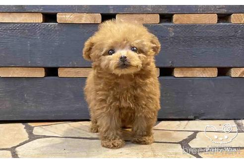 成約済の愛知県のタイニープードル-151741の2枚目