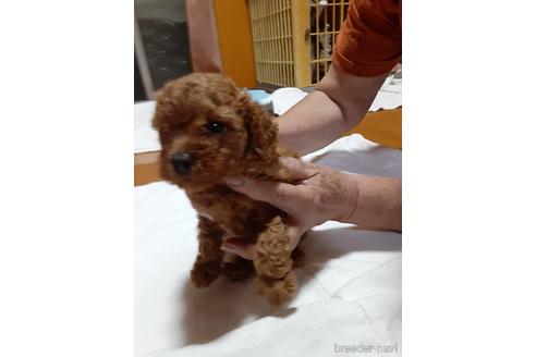 子犬
