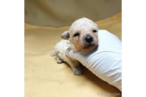 成約済の茨城県のタイニープードル-151825の12枚目