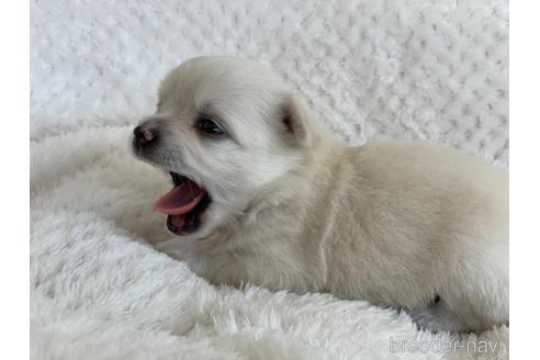 成約済の京都府のチワワ(ロングコート)-151828の2枚目