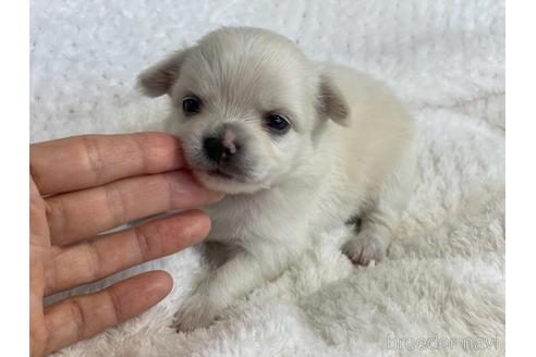 成約済の京都府のチワワ(ロングコート)-151828の3枚目