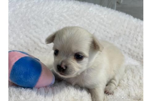 成約済の京都府のチワワ(ロングコート)-151828の4枚目