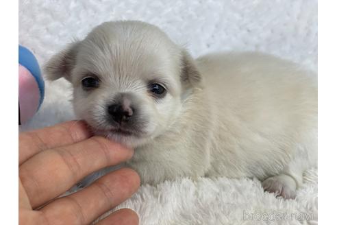 成約済の京都府のチワワ(ロングコート)-151828