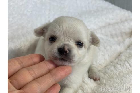 成約済の京都府のチワワ(ロングコート)-151828の5枚目