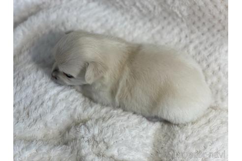 成約済の京都府のチワワ(ロングコート)-151828の6枚目