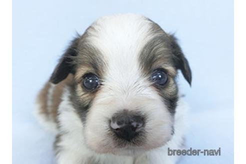 成約済の千葉県のパピヨン-151870の1枚目