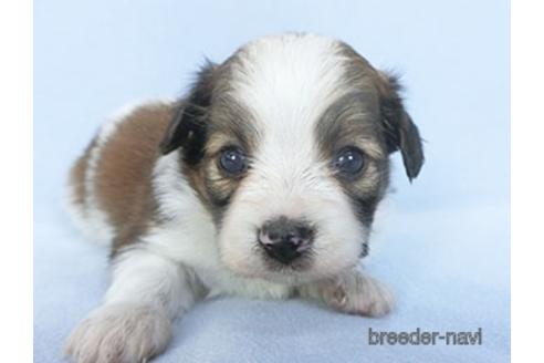 成約済の千葉県のパピヨン-151870の4枚目