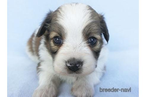 成約済の千葉県のパピヨン-151870の3枚目