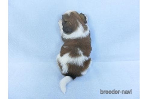 成約済の千葉県のパピヨン-151870の2枚目