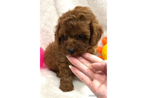 成約済の埼玉県のトイプードル-147981の24枚目