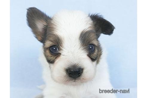 成約済の千葉県のパピヨン-151871の1枚目