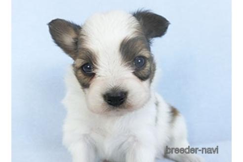 成約済の千葉県のパピヨン-151871の4枚目