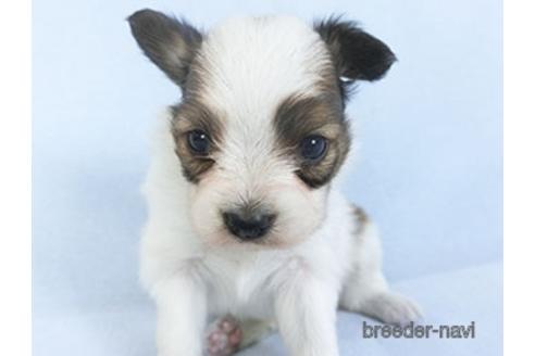 成約済の千葉県のパピヨン-151871の3枚目