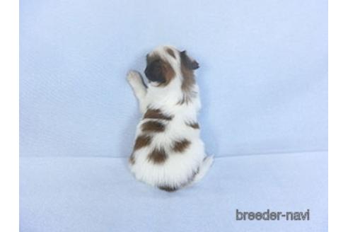 成約済の千葉県のパピヨン-151871の2枚目