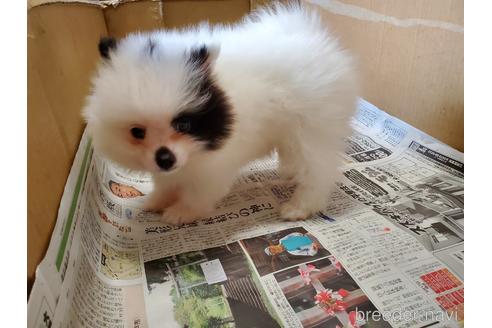 成約済の愛知県のポメラニアン-149465の5枚目