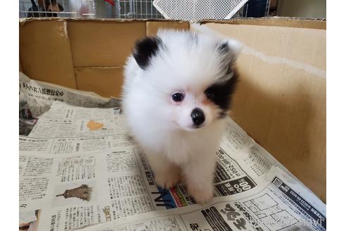 成約済の愛知県のポメラニアン-149465の6枚目