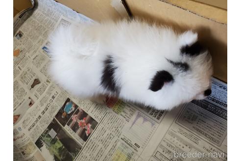 成約済の愛知県のポメラニアン-149465の7枚目