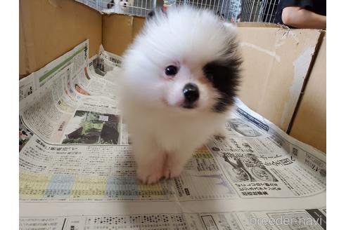 成約済の愛知県のポメラニアン-149465の8枚目