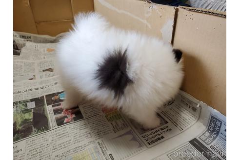 成約済の愛知県のポメラニアン-149465の4枚目
