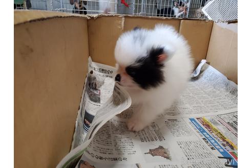 成約済の愛知県のポメラニアン-149465の2枚目