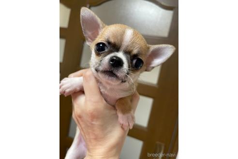 成約済の埼玉県のチワワ(スムースコート)-149525の18枚目