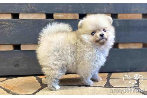 成約済の愛知県のポメラニアン-148264の4枚目