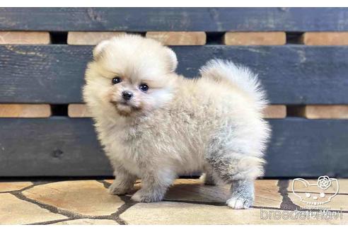 成約済の愛知県のポメラニアン-148264の5枚目