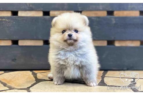 成約済の愛知県のポメラニアン-148264の2枚目