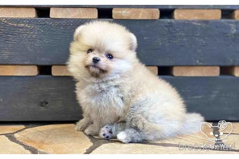 成約済の愛知県のポメラニアン-148264の3枚目