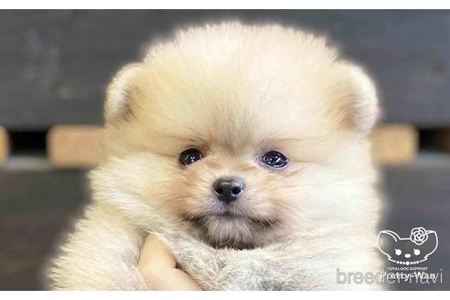 成約済の愛知県のポメラニアン-148264の1枚目