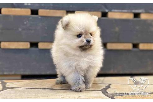 成約済の愛知県のポメラニアン-148263の10枚目