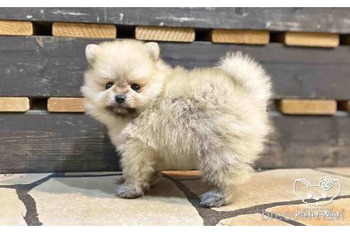 成約済の愛知県のポメラニアン-148263の11枚目