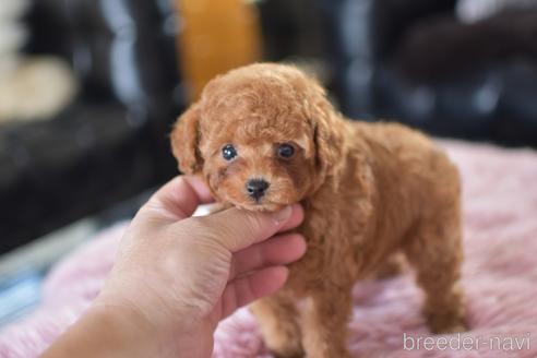 成約済の茨城県のティーカッププードル-151927の1枚目