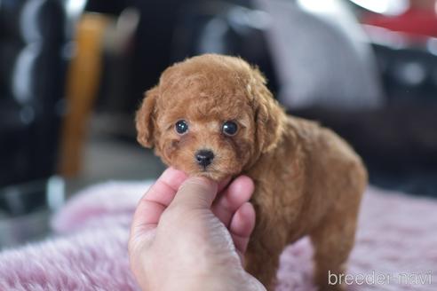 成約済の茨城県のティーカッププードル-151927の6枚目