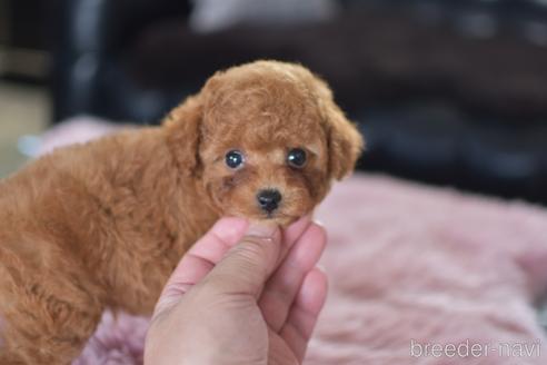成約済の茨城県のティーカッププードル-151927の5枚目