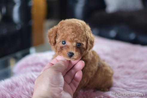 成約済の茨城県のティーカッププードル-151927の4枚目