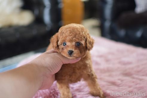 成約済の茨城県のティーカッププードル-151927の3枚目