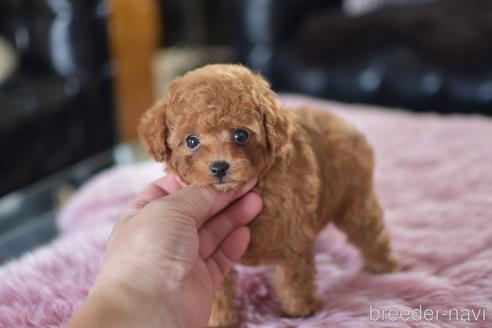 成約済の茨城県のティーカッププードル-151927の2枚目