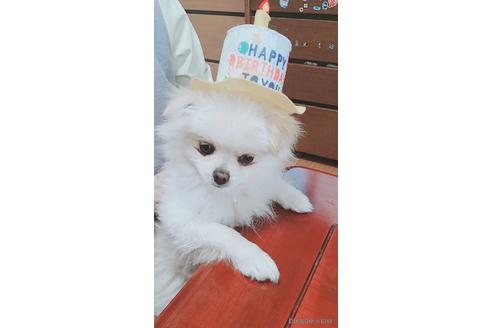 モコちゃんちゃん1枚目