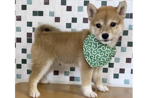 成約済の茨城県の柴犬-150451
