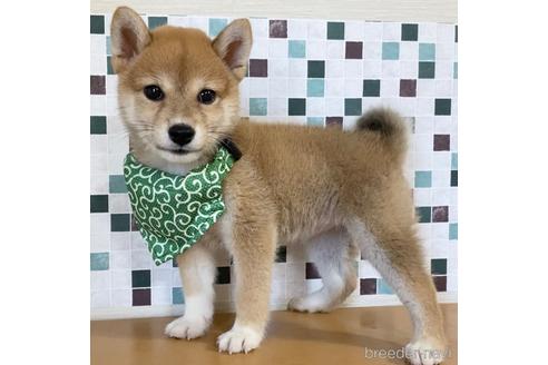 成約済の茨城県の柴犬-150451の2枚目