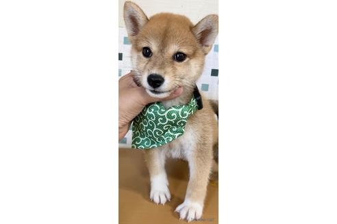 成約済の茨城県の柴犬-150451の3枚目