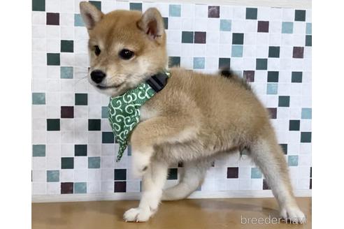 成約済の茨城県の柴犬-150451の4枚目