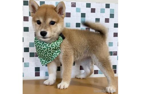 成約済の茨城県の柴犬-150451の5枚目