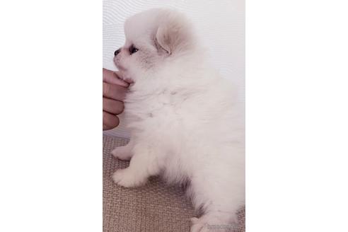 成約済の埼玉県のポメラニアン-149339の4枚目