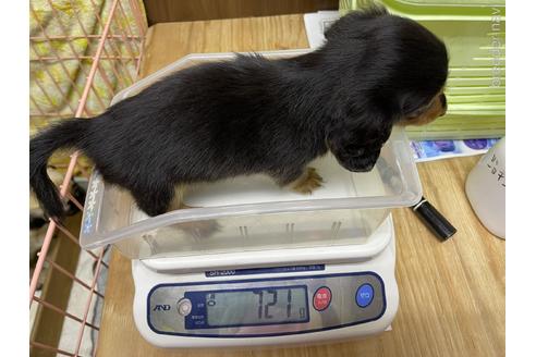 成約済の千葉県のミニチュアダックスフンド(ロングヘアード)-151979の4枚目