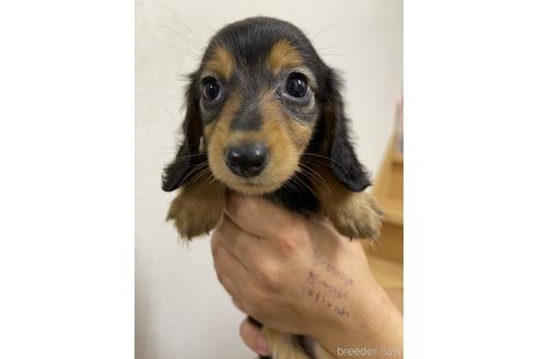 成約済の千葉県のミニチュアダックスフンド(ロングヘアード)-151979