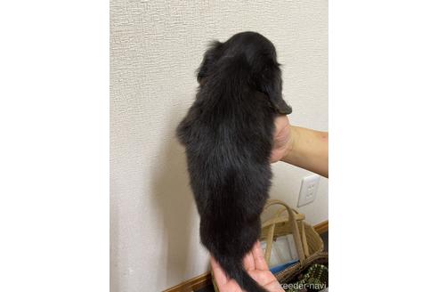 成約済の千葉県のミニチュアダックスフンド(ロングヘアード)-151979の3枚目