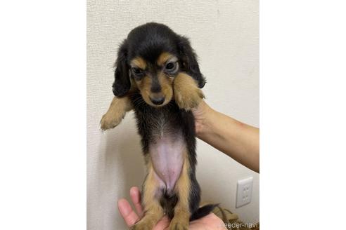 成約済の千葉県のミニチュアダックスフンド(ロングヘアード)-151979の2枚目