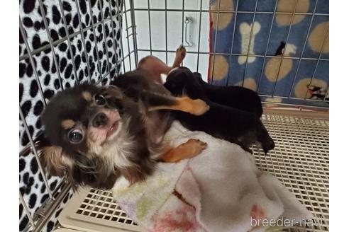 成約済の愛知県のチワワ(ロングコート)-152010の8枚目